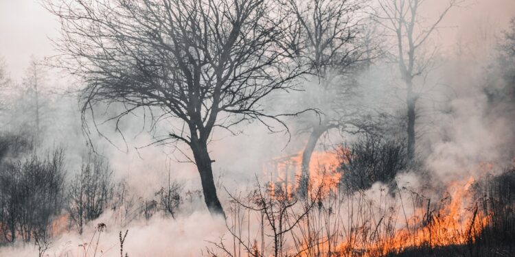 The summer of 2022 was the hottest on record, according to the EU’s Copernicus climate change service.
Photo: Courtesy