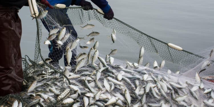 Illegal, unreported and unregulated (IUU) fishing is the third most lucrative natural resources crime after timber and mining.
Photo: Courtesy
