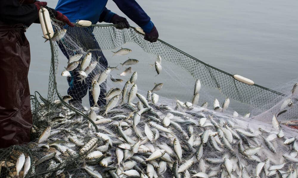 Illegal, unreported and unregulated (IUU) fishing is the third most lucrative natural resources crime after timber and mining.
Photo: Courtesy