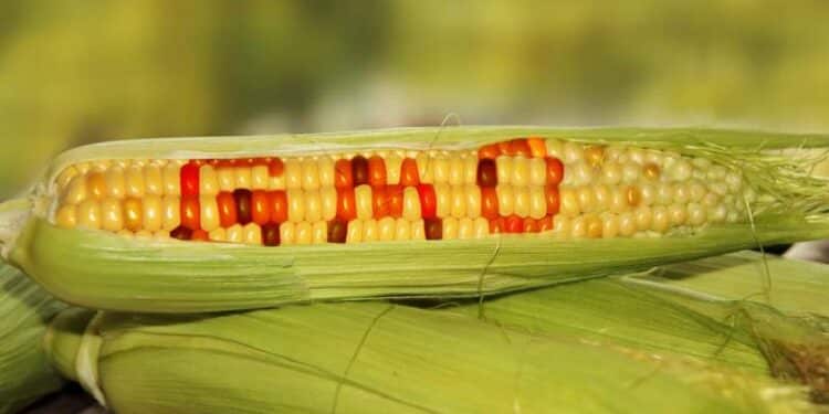 GMO