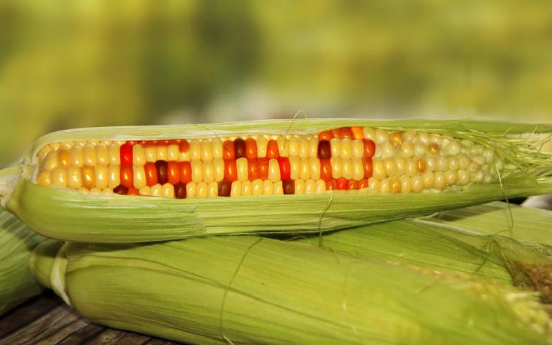 GMO