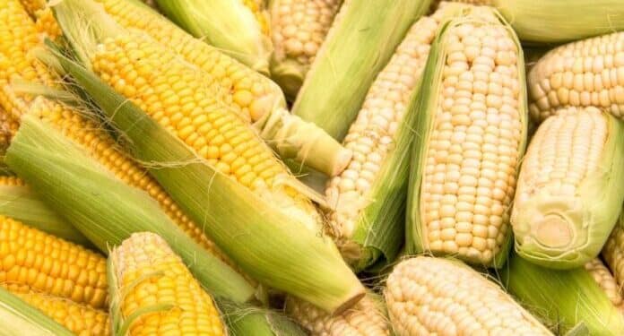 GMO