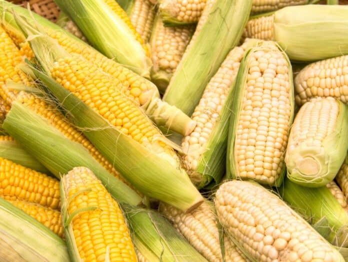 GMO