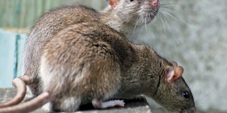 Rats
