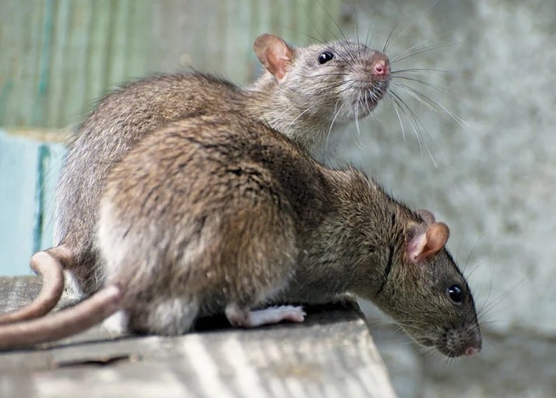Rats
