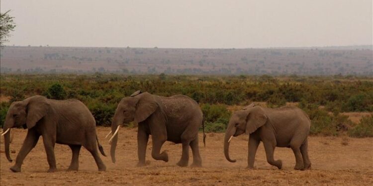 Elephants