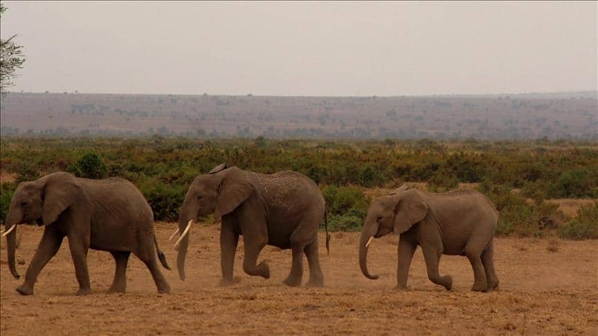 Elephants