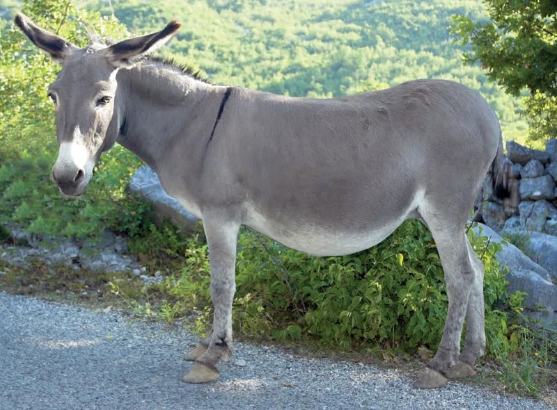 An image of a donkey.PHOTO/COURTESY