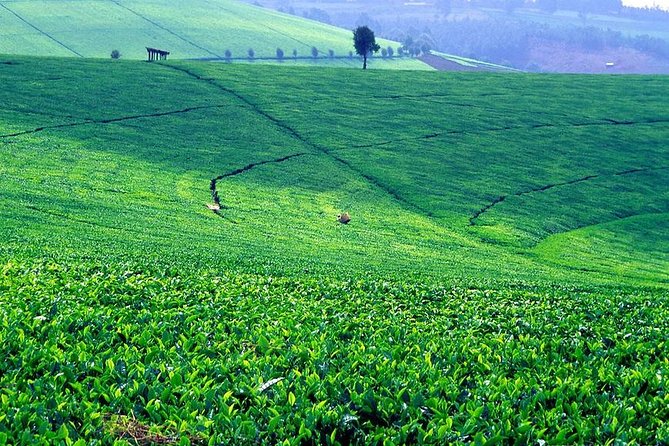 Deputy President Rigathi Gachagua says he will get rid of cartels from the tea sector .Photo/Courtesy