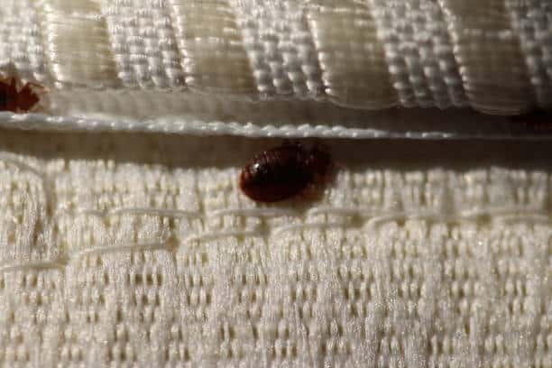 Bedbugs
Photo Courtesy