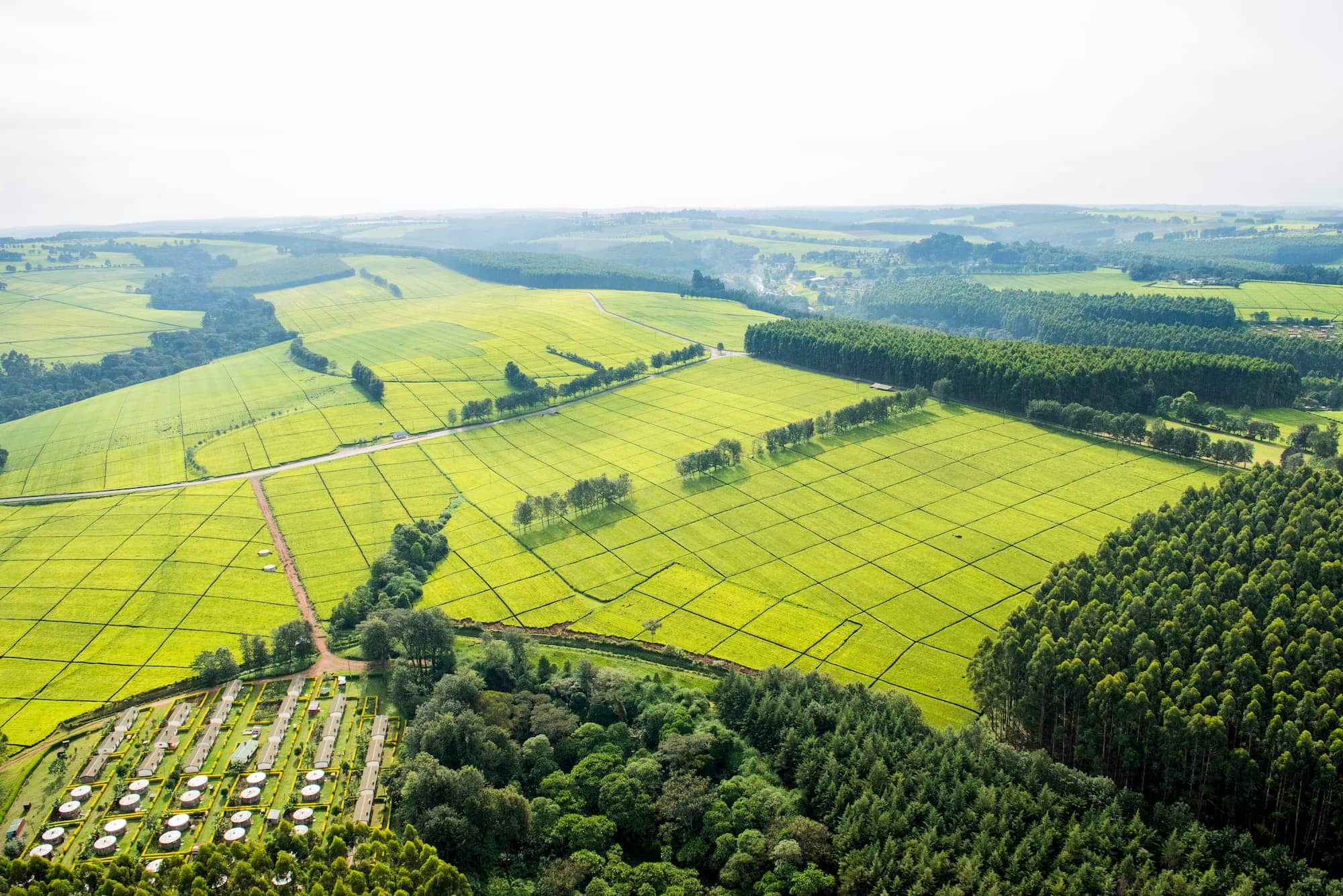 Finlays tea estate in Kericho.Photo/Courtesy