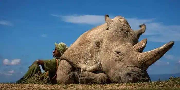 The award winning photo of Najin and her keeper Zachary Mutai
Photo Courtesy