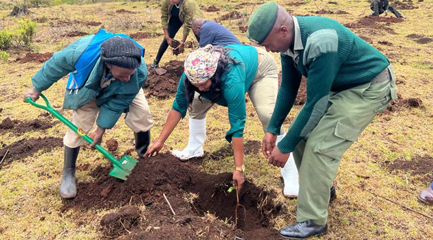Environment Permanent Secretary Mary Muthoni planting a tree at Marmanet Forest.PHOTO/COURTESY