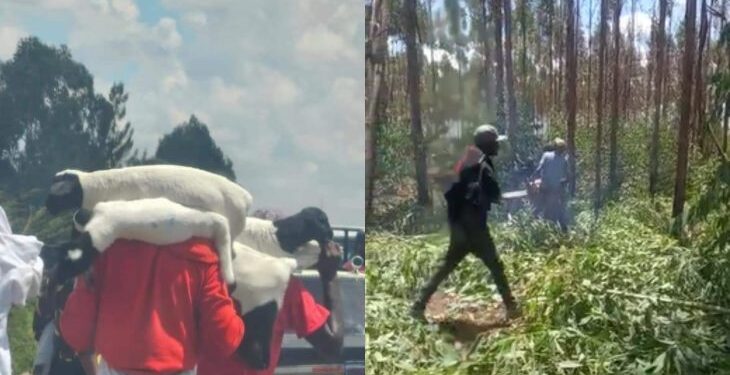 The goons are believed to have been ferried from outside Ruiru.Photo/Courtesy