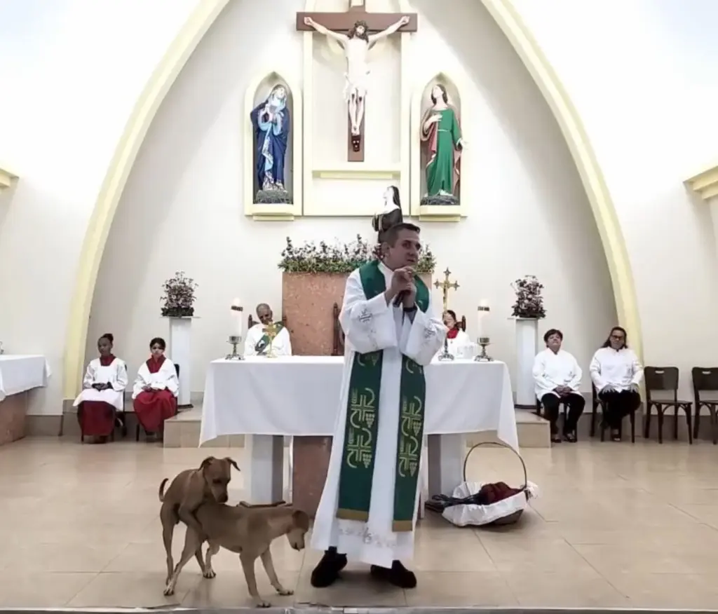 Stray dogs mounting in between a sermon :PHOTO/Courtesy