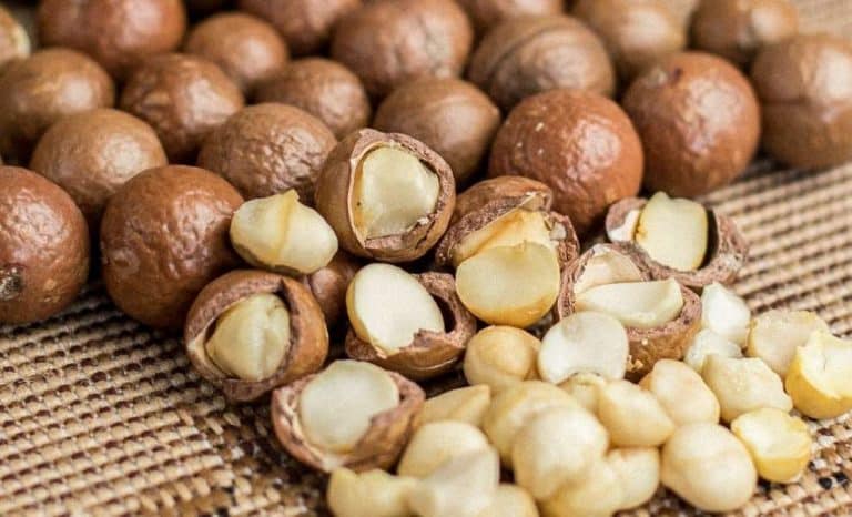 Macadamia