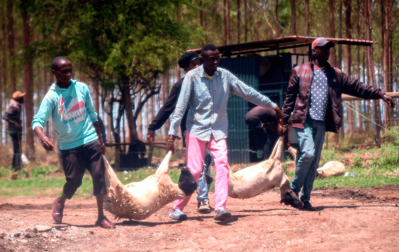 On Monday, March 27, 2023, bandits invaded the Kenyatta family's Northlands City and made off with livestock. Invaders breached a fence in the Kamakis neighborhood along the Eastern Bypass and made their way into Northlands | Photo Courtesy