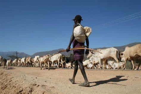 A cattle owner in Baringo

Photo Courtesy