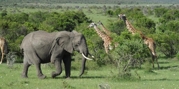 The African continent has much unexploited economic, social and political potential.Photo/Courtesy