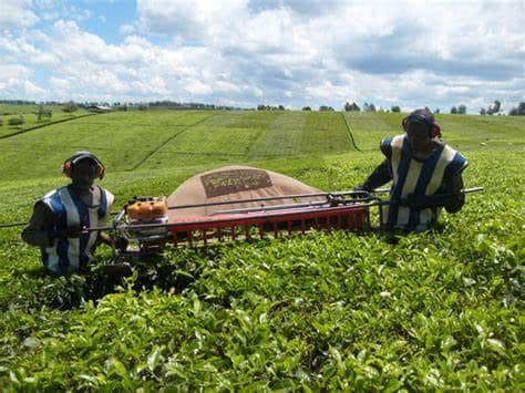 One of the tea plucking machines at work.

Photo Courtesy