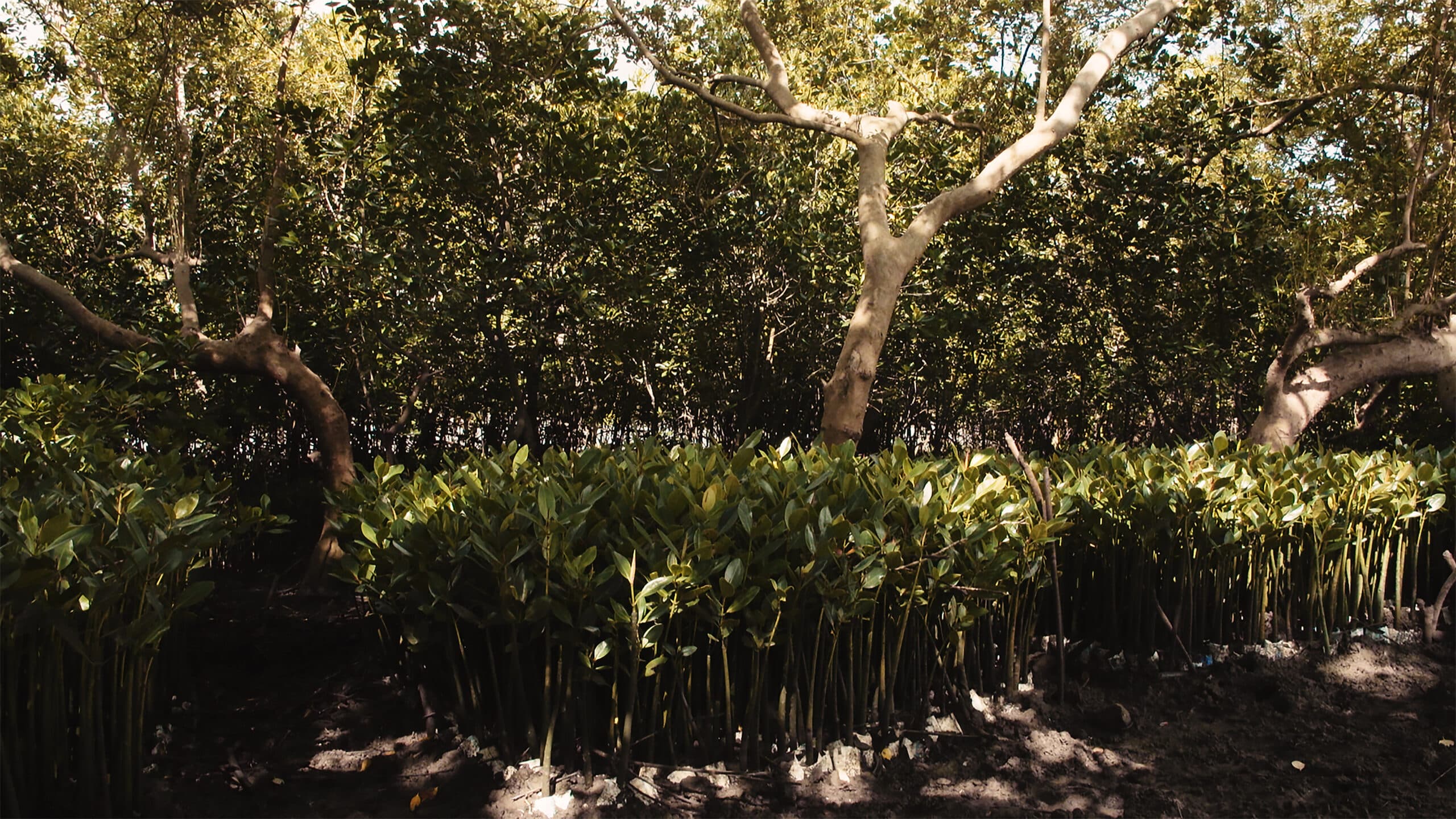 The Youth Pawa led mangrove restoration project in Miritini Mombasa.Photo/Courtesy