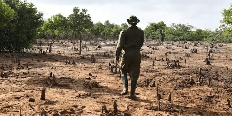 A scout from Kenya’s forest protection unit walks past mangrove tree stumps in Malindi | Simon Maina/AFP via Getty Images