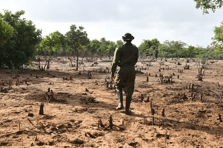 A scout from Kenya’s forest protection unit walks past mangrove tree stumps in Malindi | Simon Maina/AFP via Getty Images