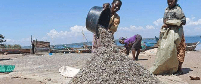 Fishermen drying omena in Kenya.