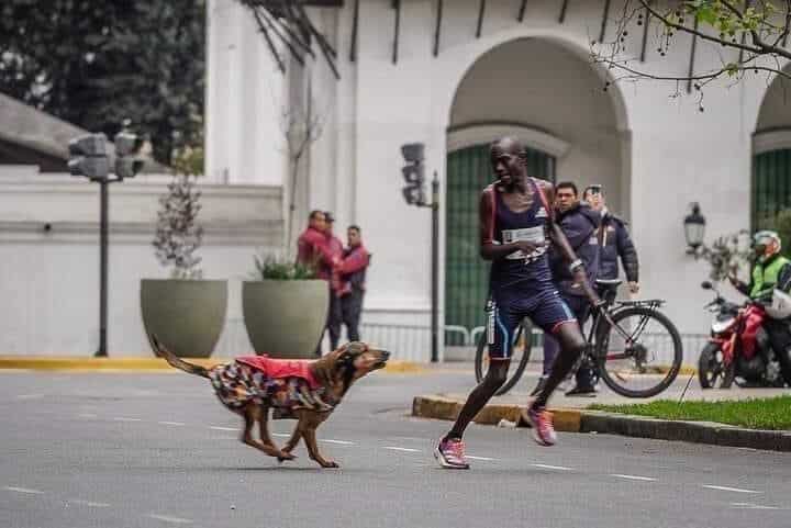 Kenyan Athlete Chased Down by a Stray Dog Finishes Third