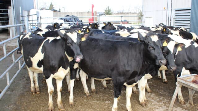 Why Farmers are Spending Ksh.3000 on Cow Mattress