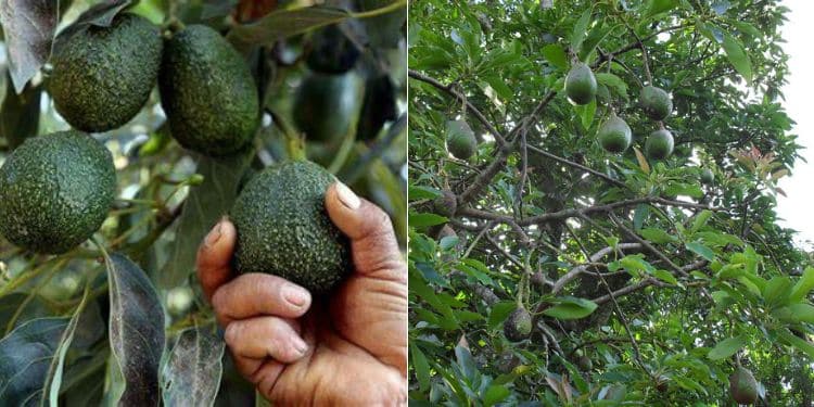Government Issues Directive to Avocado Traders