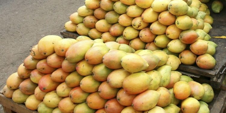 A photo of harvested mangoes in Kenya. PHOTO/ Courtesy.