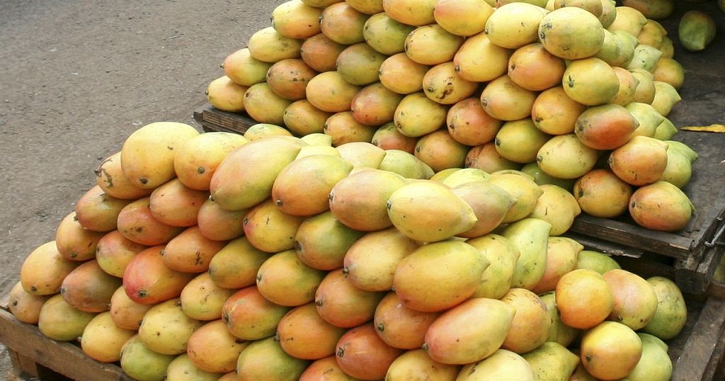 A photo of harvested mangoes in Kenya. PHOTO/ Courtesy.