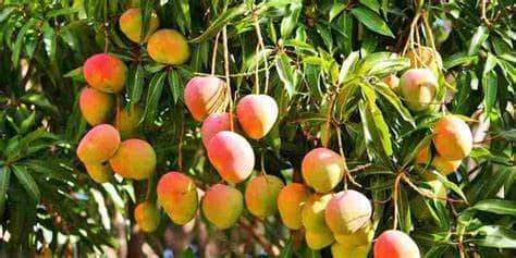 Kenya Halts Export Of Avocados After Nationwide Survey Afa Halts Avocado Sea Exports From October 20, Tightens Mango Export Rules