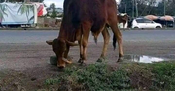 A photo of the cow stabbed in Kitengela.