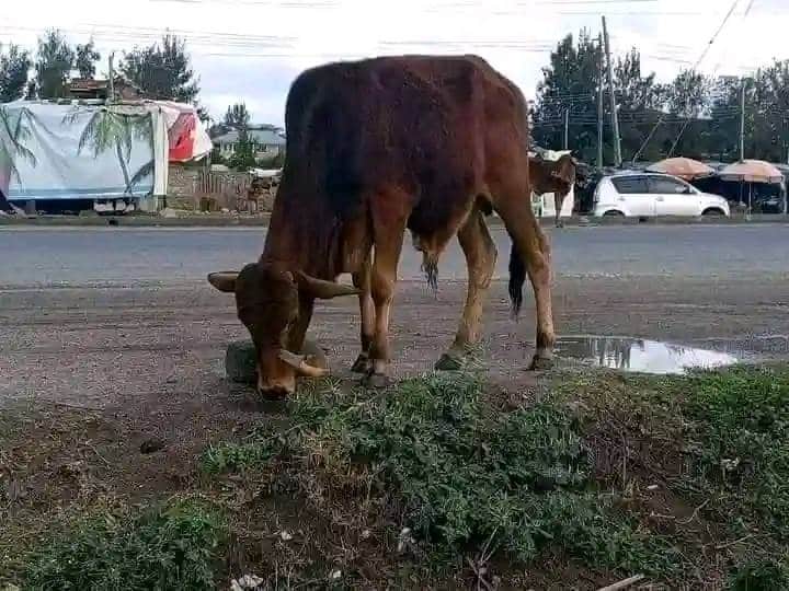 A photo of the cow stabbed in Kitengela.