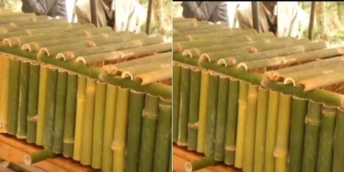 Why Elgeyo Marakwet Man Was Buried in Wangari Maathai Inspired Bamboo Coffin