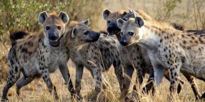 Hyenas