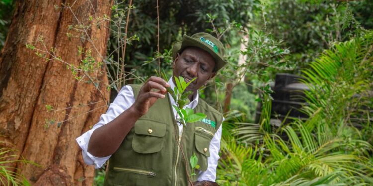 President Ruto during the Tree planting holiday on 13th November. PHOTO/PCS