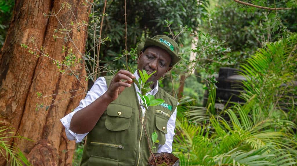 President Ruto during the Tree planting holiday on 13th November. PHOTO/PCS
