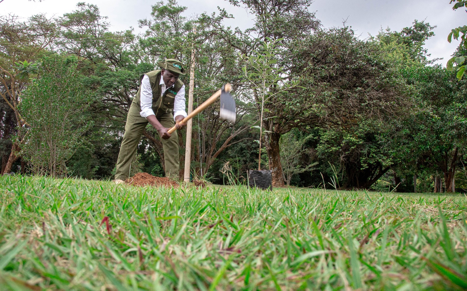 Kenya's President William Ruto planting trees. PHOTO/PCS. 