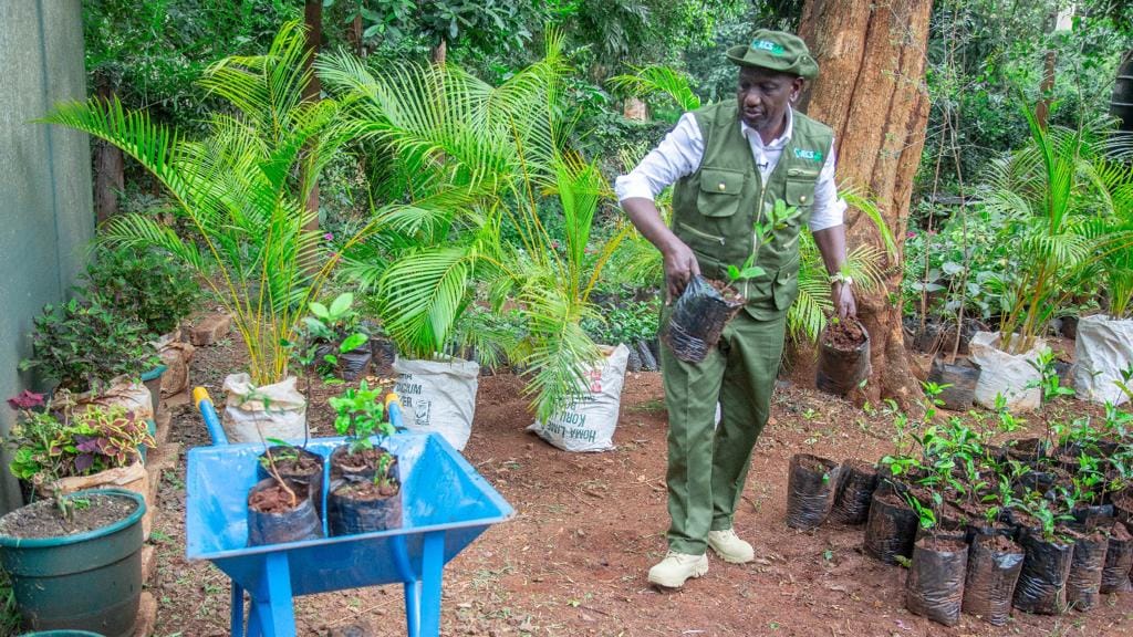 Mass Tree Planting: How to Do it Right