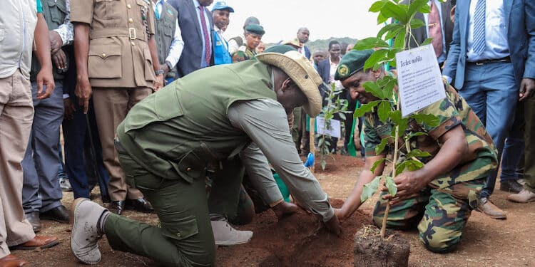 President Wiliam Ruto Planting Tree in a past Event.PHOTO/PCS
