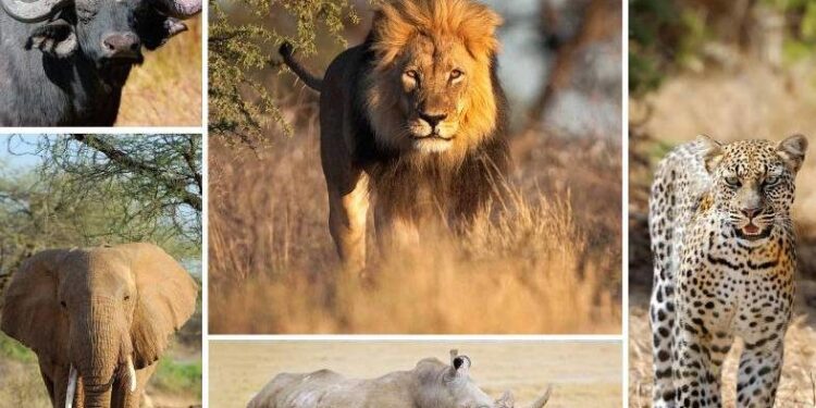 Wildlife Crimes -What a wild crime