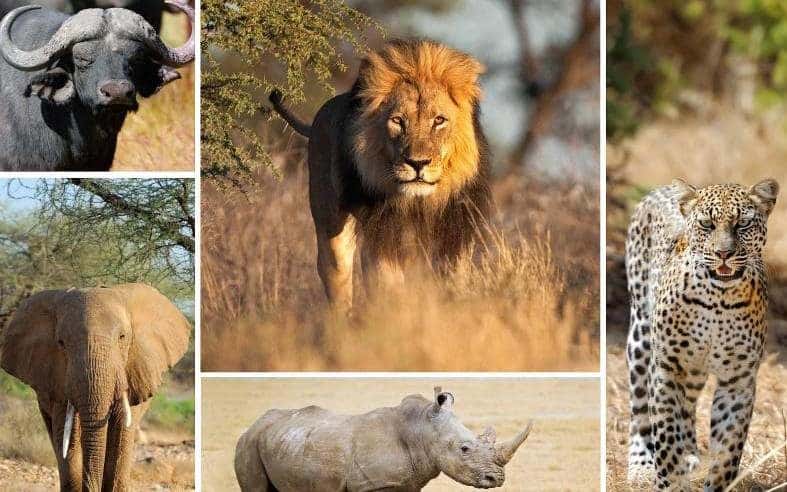 Wildlife Crimes -What a wild crime