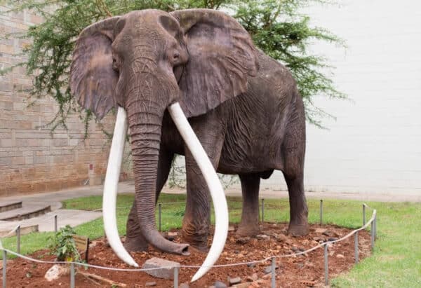 Google Celebrates Ahmed The Mighty - Ahmed The Elephant Marsabit 600x411 