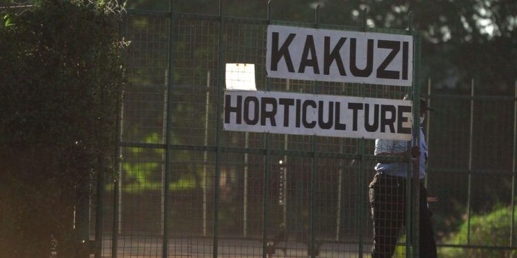 Kakuzi Issues Profit Warning, Cites China'S Low Demand