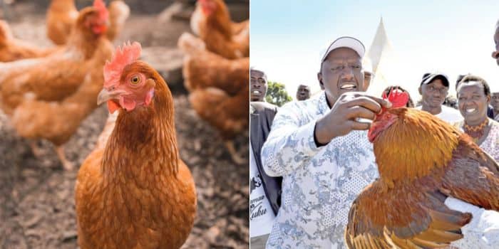 A photo collage of hen in a poultry farm (left) and a photo of President William Ruto holding a roster in a past auction.