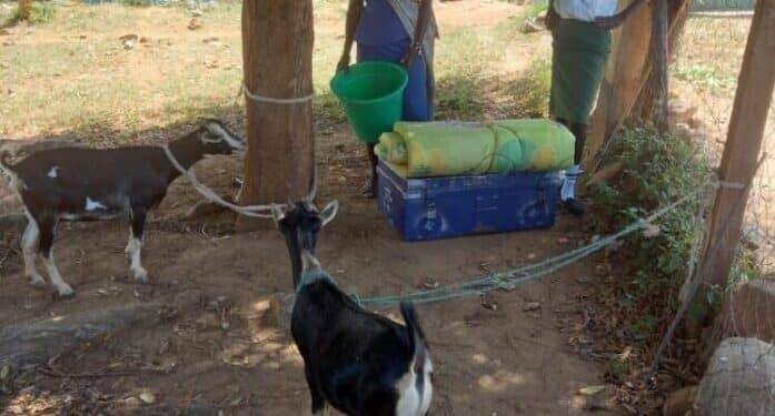 The mother took the goats to admit her daughter to form one