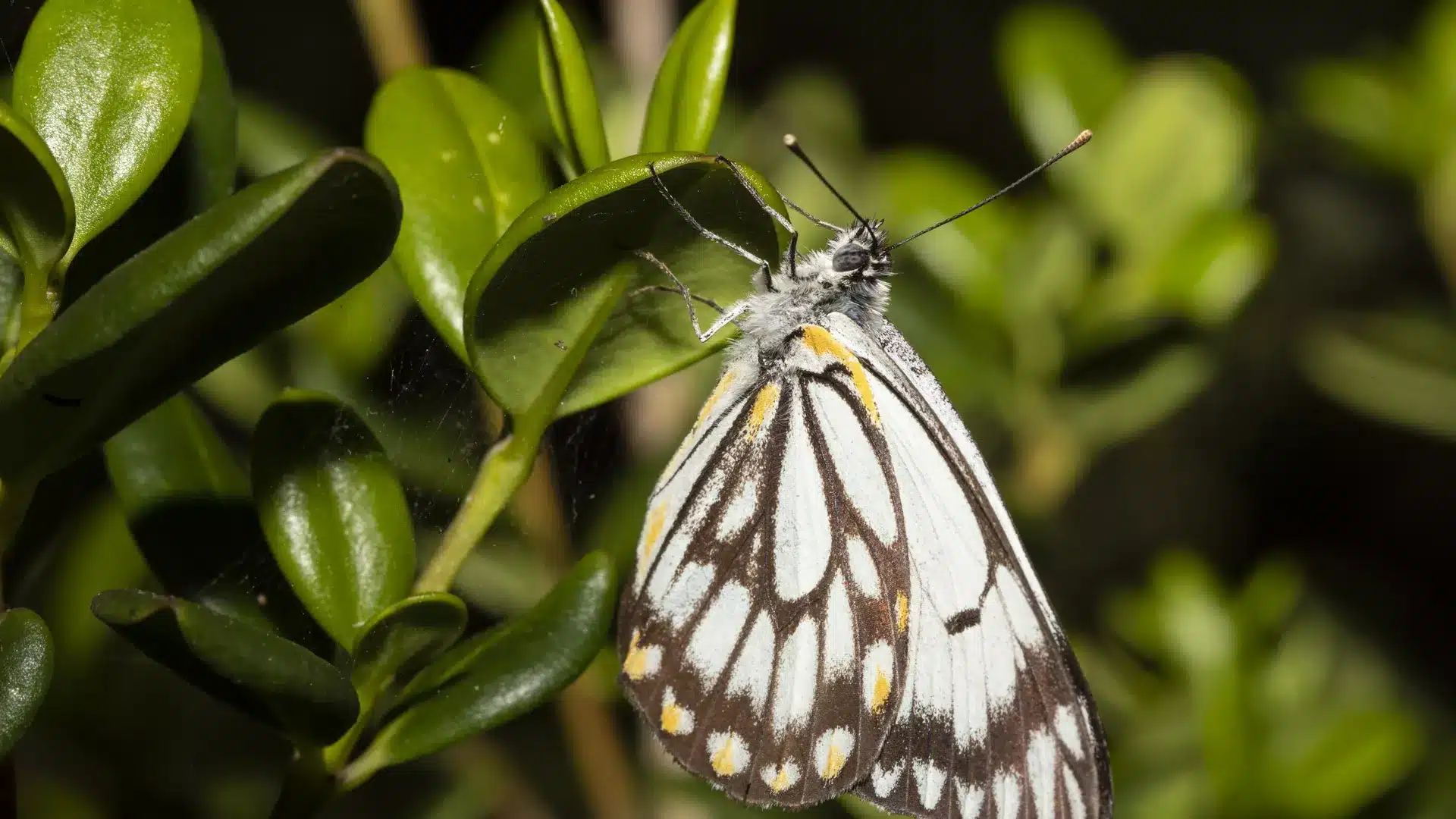 White Caper Butterflies